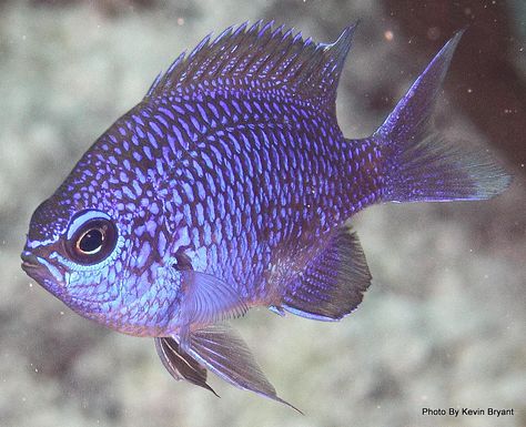 Purple Chromis (Chromis scotti) Mask Sculpture, Purple Fish, Saltwater Aquarium Fish, Water Creatures, Salt Water Fish, Saltwater Tank, Aquatic Life, Marine Aquarium, Marine Fish