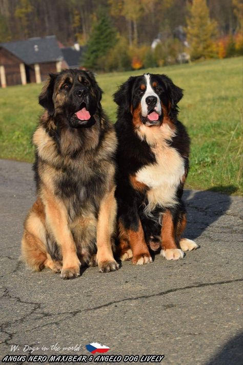 Leonberger Dog Puppy, Leonberger Puppy, Burmese Mountain Dogs, Leonberger Dog, Bernese Dog, Dog Pitbull, Bernese Mountain Dogs, Giant Dogs, Fluffy Dogs