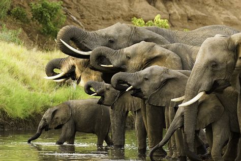 Elephants are known for their intelligence, long memories, and deep family bonds. Each herd consists of between eight and 100 elephants led by the oldest, and usually the largest, female known as the matriarch. Her mind is a treasure trove of knowledge, leading the other elephants to water and food, an especially critical skill during times of drought. Male offspring tend to leave the group at puberty, usually between the ages of 8 and 13. Several generations of females help each other raise th African Forest Elephant, Herd Of Elephants, Elephant Images, Elephants Never Forget, African Wild Dog, Wild Elephant, Elephant Trunk, Asian Elephant, Strong Family