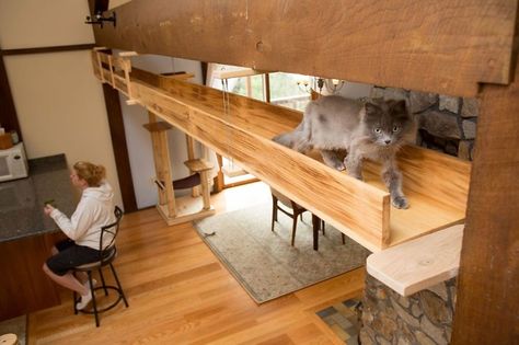 3 Cat Walkway, Katt Diy, Diy Chat, Katt Grejer, Chat Diy, Cat Stairs, Living With Cats, Cat Run, Cat Towers