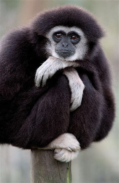 17 Best images about Monkey love on Pinterest | Baby chimpanzee, Mothers and Monkey business Gibbons Monkey, Gibbon Monkey, Yoga Animals, Rare Animals, Majestic Animals, Zoology, Primates, Sweet Animals, Animal Planet