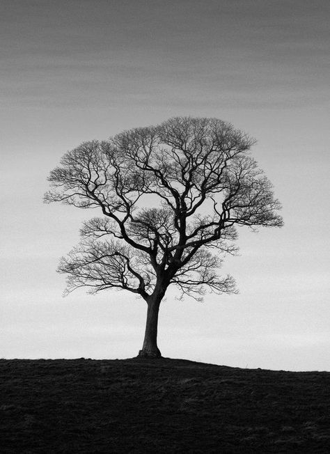 40 Naturally Beautiful Photos of Trees | PSDFan Naked Trees, Photos Of Trees, Bathroom Picture, Single Tree, Black And White Tree, Silhouette Photos, Lone Tree, Old Trees, Tree Photography