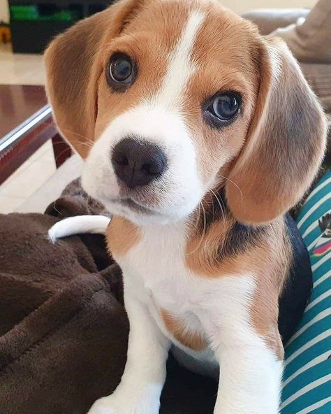 Begal Puppies, Beagle Colors, Lemon Beagle, Beagle Rescue, Puppy Beagle, Baby Beagle, Innocent Eyes, Dog Beagle, Beagle Puppies