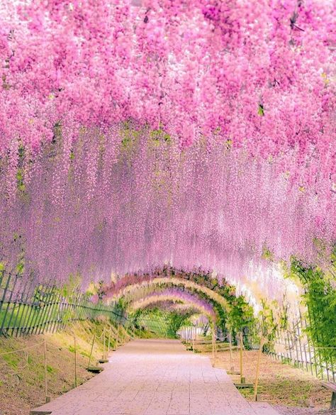 Wisteria tunnel in Japan ✨💖💖💖✨ . Pictures by ✨✨@ramumi8✨✨ #wonderful_places for a feature 💜 Wisteria Tunnel Japan, Kitakyushu Japan, Wisteria Tunnel, Japan Pictures, Get Paid To Travel, Paid To Travel, Spring Scenery, Tree Tunnel, Wisteria Tree