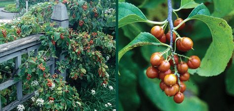 Fine Vines - Wisconsin Hardy Vines | Knowledgebase | Johnson's Nursery American Bittersweet, Bittersweet Vine, Autumn Clematis, Wisteria Tree, Fruits Photos, Live Tree, Seed Pods, Landscaping Plants, Potting Soil