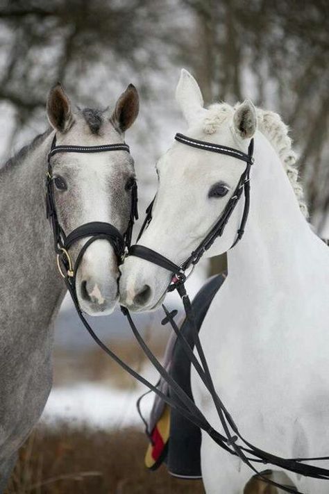 Grey Horse, Most Beautiful Animals, Majestic Horse, All The Pretty Horses, Horse Crazy, White Horses, Horse Photos, Pretty Horses, Horse Photography