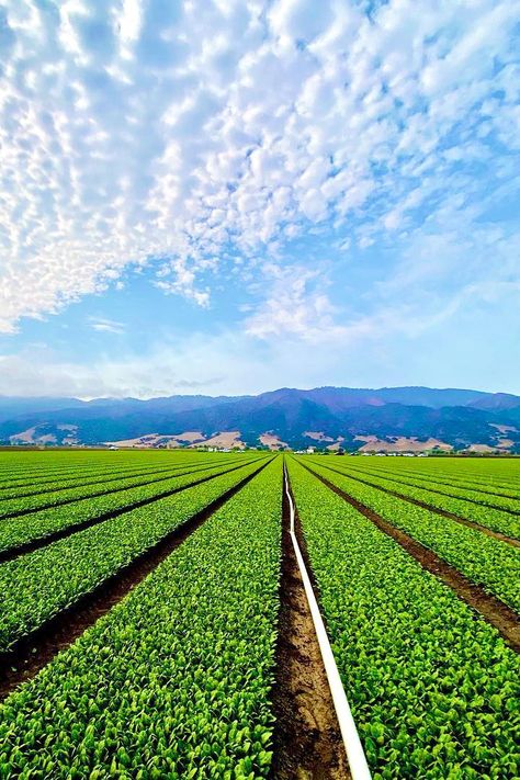 Agriculture Photography Farmers, Agriculture Images, Agriculture Aesthetic, Agriculture Pictures, Salinas Valley, Agriculture Photography, Salinas California, Agriculture Photos, Agriculture Projects