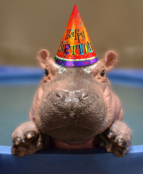 Fiona's First Birthday Party - The Cincinnati Zoo & Botanical Garden Hippopotamus, Baby Hippopotamus, Fiona The Hippo, Cincinnati Zoo, Cute Hippo, Zoo Babies, Animal Quotes, Animal Photo, Cute Little Animals