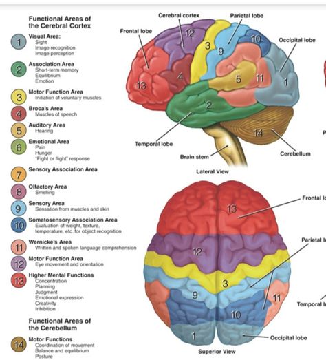 Brain Functions Diagram, Neuro Anatomy Notes, Anatomy Of The Brain, Brain Photo, Neuro Science, Brain Anatomy And Function, Human Brain Anatomy, Nursing School Essential, Brain Surgeon