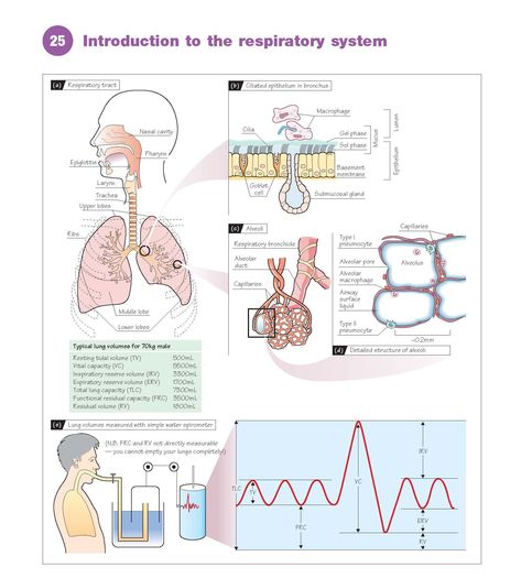 Lower Respiratory Tract, Thoracic Cage, Lung Lobes, Upper Respiratory Tract, Thoracic Cavity, Basement Membrane, Human Lungs, The Respiratory System, Arteries And Veins