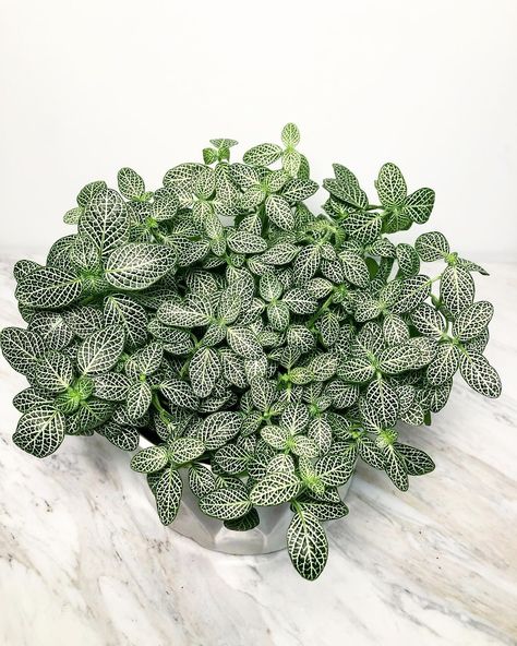 Fittonia Albivenis aka, Nerve Plant. Native to the rainforest of Columbia, Peru, Bolivia, Ecuador and Northern Brazil. A beautiful… Fittonia Argyroneura, Fittonia Albivenis, Houseplant Inspiration, Go Green Posters, Nerve Plant, Leafy Plants, Plant Wishlist, The Nerve, Home Plants