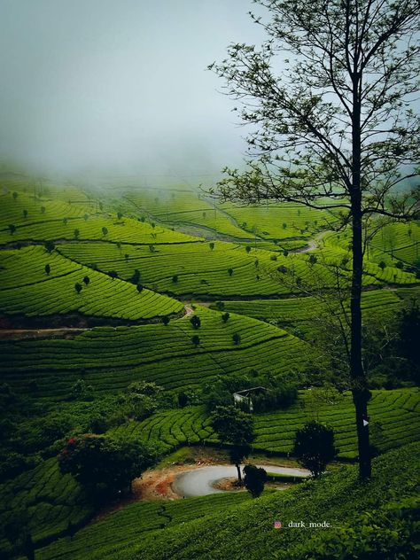 Munnar Photography Kerala, Kerala Backwaters, Kerala Travel, Tea Estate, Family Package, Kerala Tourism, Family Tour, Munnar, Family Trips