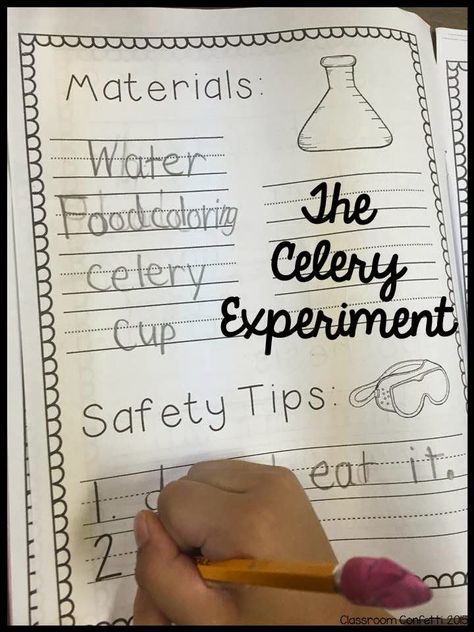 Classroom Confetti: Science Experiments. FREE Science Experiment ideas for your primary classroom! Check out the FREEBIE scientific method anchor charts and the science journal science notebook! Celery Experiment, Scientific Method Anchor Chart, Journal Science, Teaching Freebies, 1st Grade Science, First Grade Science, Primary Science, Science Notebook, Science Notebooks