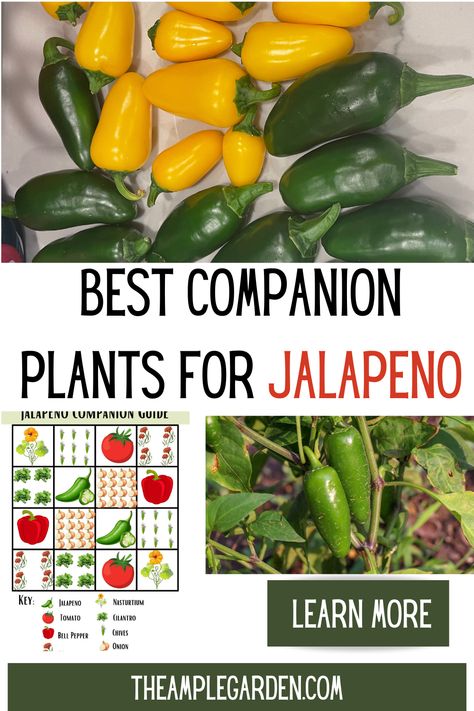 Planting a healthy and vibrant jalapeno garden doesn't have to be hard. Read on to find out how you can use companion planting to your benefit this gardening season! #jalapeno #companiongarden #gardening Jalapeno Companion Planting, Jalapeno Garden, Companion Plants For Peppers, Onion Companion Planting, Pepper Companion Plants, Jalapeno Plant, Guerilla Gardening, Bell Pepper Plant, Best Companion Plants