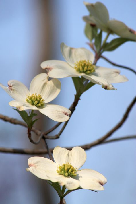 Dogwood | cameragirl7 | Flickr Dogwood Wedding, Pacific Dogwood, Dogwood Branch, City Kitchen, Flowering Dogwood, Dogwood Branches, Dogwood Tree, Dogwood Flower, Tree Study