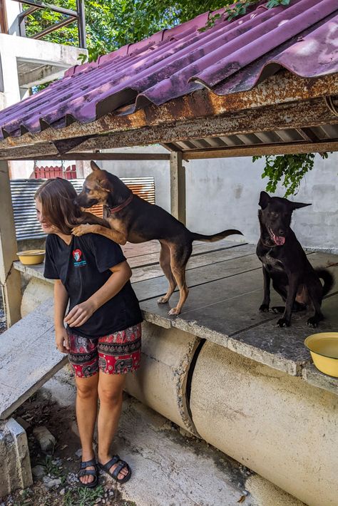 Volunteering at Lanta Animal Welfare: Thailand (2022) Animal Rescue Aesthetic, Travel Volunteer Aesthetic, Animal Volunteer Aesthetic, Volunteering Aesthetic, Animal Jobs, Volunteering Aesthetic Animals, Volunteering Animals, Animal Volunteering, Animal Shelter Volunteer Aesthetic