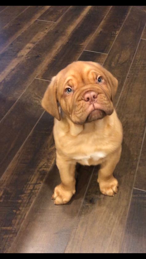 The sweetest Dogue 💕 Dogue De Bordeaux Puppies, French Mastiff Dog, Chien Cane Corso, British Mastiff, English Mastiff Puppies, Bordeaux Dog, Mastiff Breeds, Giant Dog Breeds, French Mastiff