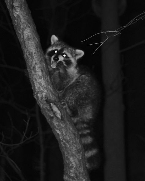 Vintage aesthetic photographs of raccoons in central park. #photographer #photography #raccoon #raccoonphotos #animalphotography #fujixseries #vintage #vintageaesthetic #flashphotography #animalsatnight #blackandwhite Raccoon Aesthetic Dark, Racoon Aesthetic, Raccoon Photography, Raccoon Aesthetic, Mary Shelley, Racoon, July 16, Flash Photography, Photographer Photography