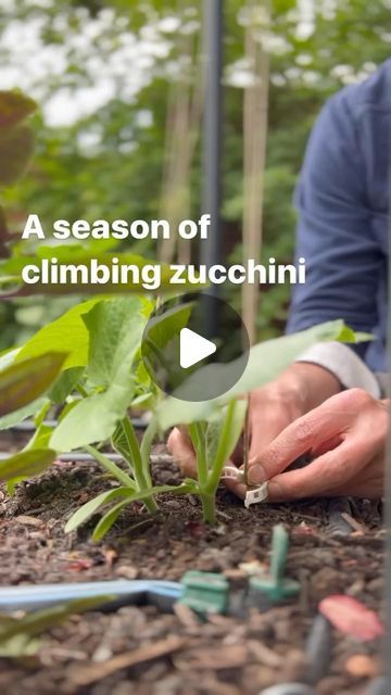 Vertical Zucchini, Zucchini Trellis, Growing Zucchini Vertically, Zucchini Garden, Squash Trellis, Growing Squash, Growing Zucchini, Growing Garden, Squash Varieties