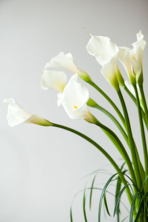 Calla Lily Centerpiece, Callas Lily, Calla Lily Centerpieces, White Calla Lily, Lily Wallpaper, Arum Lily, Refined Wedding, The Vault, Lily Flower