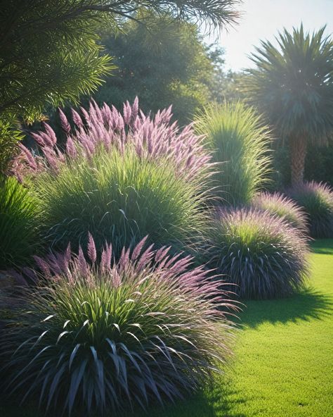 9 Best Ornamental Grasses For Full Sun Spiky Plants For Garden, Purple Fountain Grass Landscaping Ideas, Ornamental Grass Hedge, Landscaping With Grasses And Rocks, Deer Resistant Ornamental Grasses, Sea Grass Landscaping, Ornamental Grasses Full Sun, Full Sun Landscaping Ideas, Landscaping With Ornamental Grasses