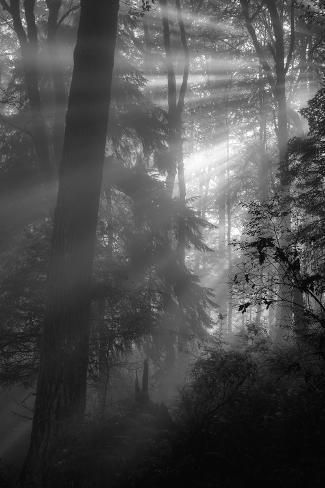 size: 12x8in Photographic Print: Forest Light and Shadows, Northern California by Vincent James : Castlevania Wallpaper, Werewolf Aesthetic, Futurism Art, Gothic Photography, Shadow Face, Forest Light, Night Forest, Creative Profile Picture, Dark Academia Aesthetic