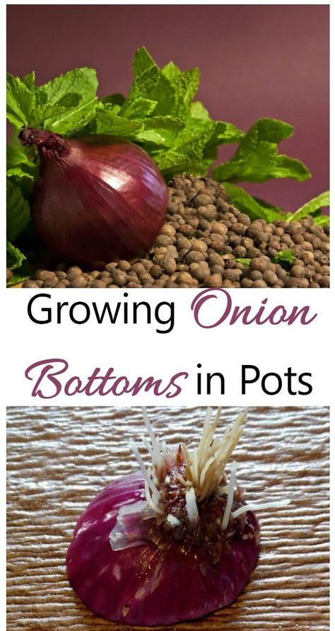 Growing Onions In Grow Bags, Planting Red Onions, Plant Onion From Onion, How To Grow Red Onions, Planting Onions From Onions, How To Grow Onions From An Onion, Growing Onions From Scraps, Grow Red Onions, Plants Hacks