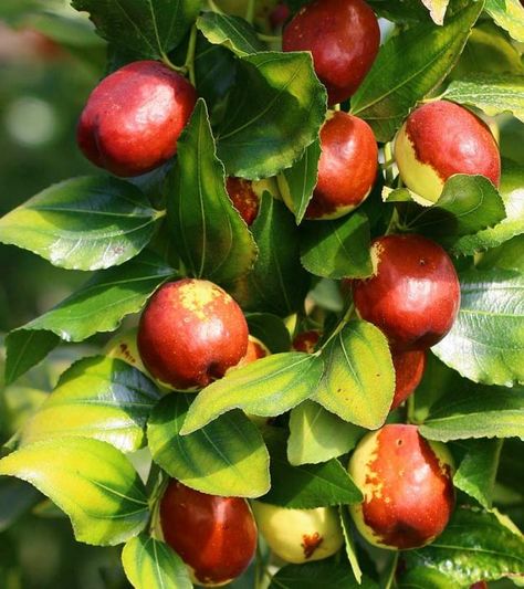 Jujube Tree, Jujube Fruit, Herbal Medicine Recipes, Banana Drinks, Ginger Benefits, Lemon Benefits, Food Forest, Herbal Medicine, Fruit Trees