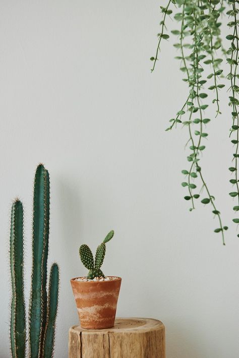 Plants White Background Aesthetic, White And Plants Aesthetic, Host Aesthetic, Cactus Aesthetic, Cactus Wallpaper, Moody Wallpaper, Iphone Wallpaper Photography, Story Background, Jewelry Hacks