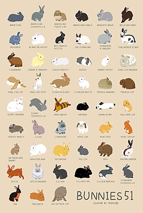 Bunny Breeds Chart, Agriculture Classroom, Rabbit Facts, Pet Rabbit Care, Bunny Room, Pet Bunny Rabbits, Rabbit Breeds, Bunny Care, Bunny Cages