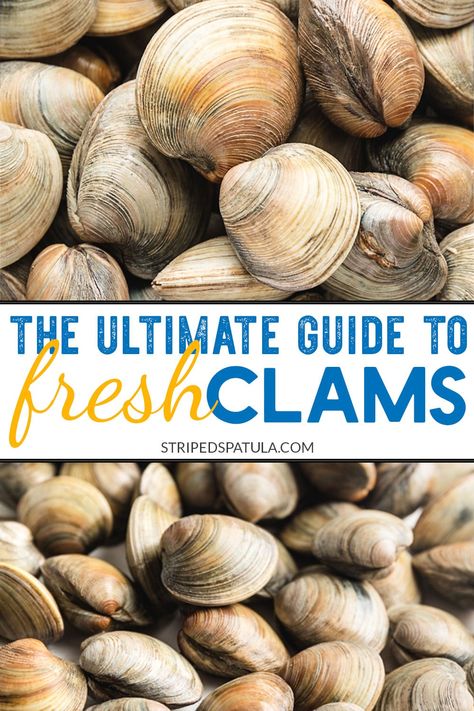 Love fresh clams? Learn everything you need to know about buying, cleaning, and storing clams, plus delicious recipe ideas, with this comprehensive guide. #clams #seafood How To Cook Clams, How To Clean Clams, Fresh Clams, Fried Clams, Steamed Clams, Clam Sauce, Seafood Pasta Recipes, Clam Recipes, Shellfish Recipes