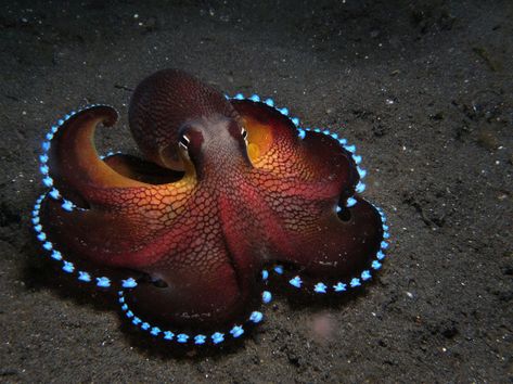 Coconut Octopus, Regnul Animal, Bawah Air, Fauna Marina, Beautiful Sea Creatures, Underwater Creatures, Cutest Animals, Ocean Creatures, Ocean Animals