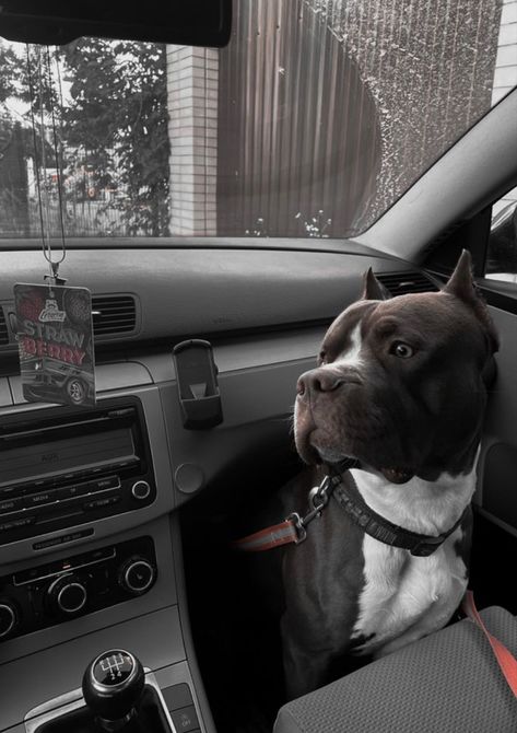 Pitbulls And Dobermans, Pitbulls Scary, Cute Pitbulls Aesthetic, Pitbull Dog Aesthetic, Pitbull Scary, Dog In Car Aesthetic, Pitbulls Aesthetic, Doggos Aesthetic, Pittbulls Dogs