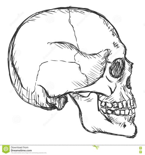 Vector Sketch Side View Skull Stock Illustration - Image: 77733036 Drawing Side View, Skull Side View, Side View Drawing, Horror Design, Simple Skull, Skull Sketch, Side Portrait, Skeleton Drawings, Dibujos Tattoo