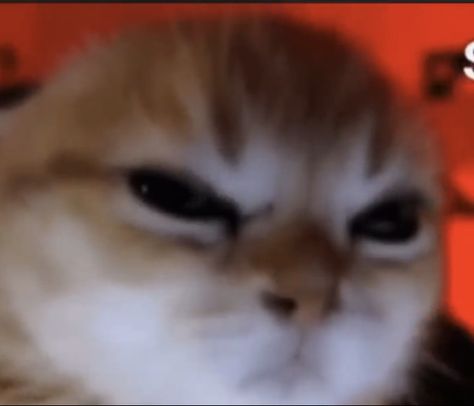 Group Chat Meme, Angry Meme, Cat Reaction, Cat Staring, Meme Cat, Meme Meme, Cat Meme, Group Chat