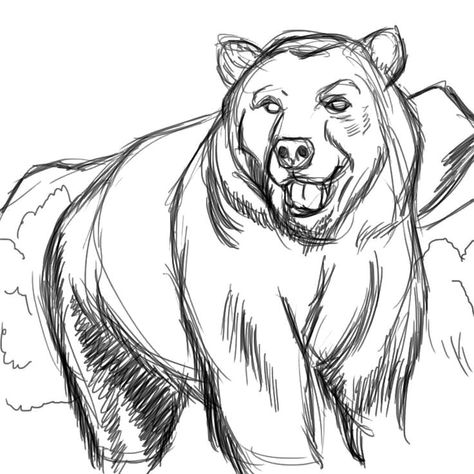 Ozark Howler, Teddy Bear Sketch, Bear Face Drawing, Bear Anime, Polar Bear Drawing, Bear Sketch, Polar Bear Art, Pencil Drawings Of Animals, Draw Animals