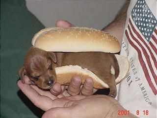 a hot dog sandwich Hot Dog Puppy, Animal Action, Weenie Dogs, Weiner Dog, Wiener Dog, Cute Animal Pictures, Instagram Foto, 귀여운 동물, Hot Dog Buns