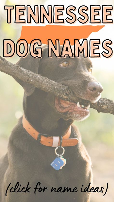 If you are a Tennessee lover looking for unique dog names then look no further! This list of Tennessee dog names is perfect for you! Click to see the post of names inspired by all things Tennessee...and dogs! Southern Dog Names, Best Male Dog Names, Creative Dog Names, Unique Dog Names, Cute Dog Names, Dog Names Unique, Female Dog Names, Rare Names, Cute Names For Dogs