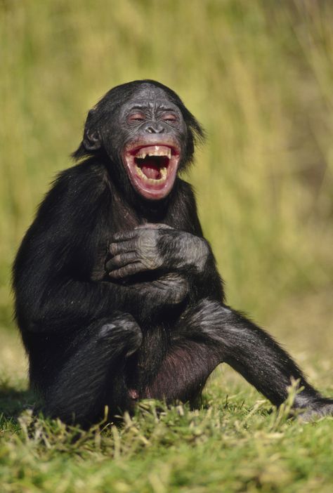 Funny Monkey Pictures, Regard Animal, Laughing Animals, Smiling Animals, Koci Humor, Monkey Pictures, Monkeys Funny, A Monkey, 웃긴 사진