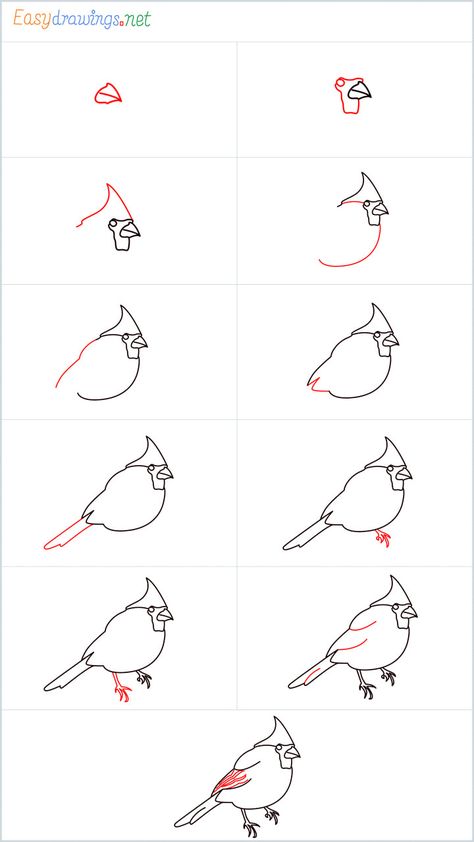 How To Draw A Cardinal Bird Step by Step - [11 Easy Phase & Video] Cardinal Drawings Easy, How To Draw Cardinal, Cardinal Canvas Painting Easy, Diy Cardinal Painting, Cardinal Painting Tutorial, How To Draw A Cardinal Easy, Cardinal Bird Watercolor, Paint Cardinal Tutorial, How To Draw A Red Bird