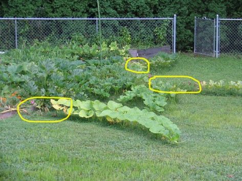 Permaculture, Pumpkin Support Ideas, Growing Gourds Trellis, Pumpkin Vine Trellis, Growing Pumpkins On A Trellis, Squash Support, Pumpkin Trellis Ideas, Trellis For Squash, Gourd Trellis