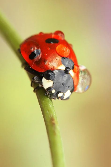 How to Shoot Insect Photography (Close Up and Macro) Insect Images, Animal Close Up, Macro Photography Insects, Close Up Art, Macro Photography Nature, Macro Photographers, Insect Photography, Wildlife Photographer, Live Animals