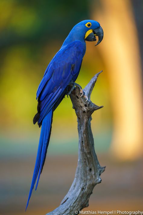 Hyacinth Macaw Macaw Wallpaper, Hyacinth Macaw, Best Sunscreen, Animal Jungle, Blue Macaw, Rainforest Animals, A Crow, Macaw Parrot, Best Sunscreens