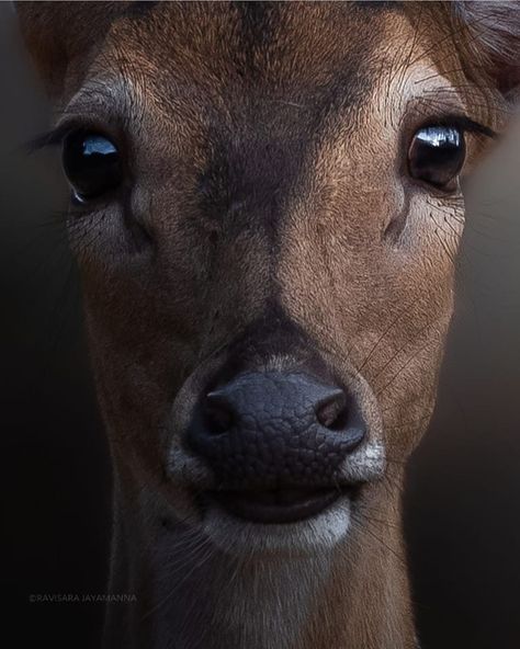 Deer Eyes, Elk Pictures, Deer Photography, Deer Photos, Deer Pictures, Deer Illustration, David Attenborough, Deer Family, Deer Art