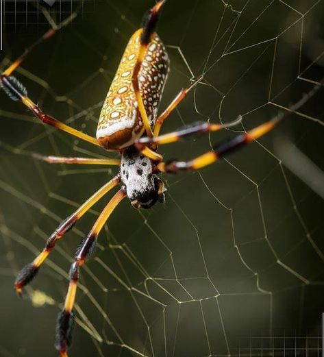 Golden Silk Spider, Golden Orb Spider, Golden Silk Orb Weaver, Golden Orb Weaver Spider, Insects Aesthetic, Cool Spiders, Golden Orb Weaver, Orb Weaver Spider, Arachnids Spiders