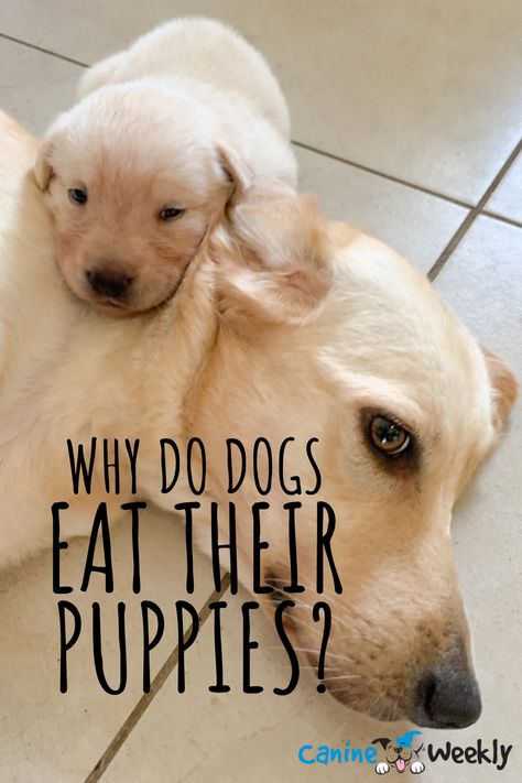 Introducing Puppy To Dog, Dog Having Puppies, Having Puppies, How To Get My Dog To Eat His Food, Lying Puppies Get Eaten, Can My Dog Eat That?, Puppy Litter, Litter Of Puppies, Pregnant Dog