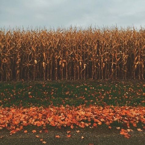 Midwest Autumn, Autumn Studying, Romanticizing Autumn, Midwest Fall, Leaves On The Ground, Corn Field, Fall Mood Board, Fall Mood, Spooky Szn