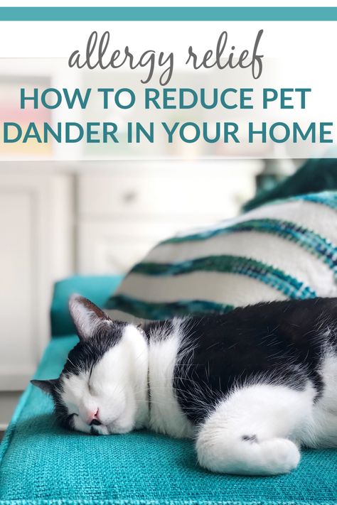 Allergy Relief: How to Reduce Pet Dander in Your Home #allergies #allergyfriendly #allergyrelief Pet Allergy Relief, Cat Allergy Remedies, Dog Sneezing, Home Remedies For Allergies, Natural Remedies For Allergies, Allergy Remedies, Cat Allergies, Parenting Resources, Family Safety