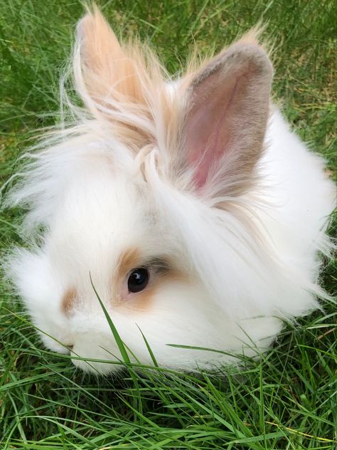 Lion Head Rabbit, Lion Main, Lion Rabbit, Bunny Things, Lionhead Bunny, Cutest Bunny Ever, Mini Lop, White Lion, Lion Mane