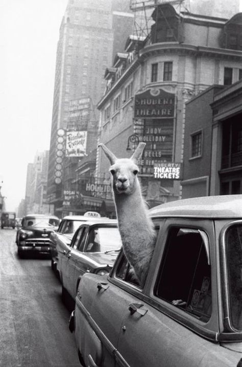 Inge Morath, Black And White Photo Wall, Black And White Picture Wall, New York Poster, Fotografi Vintage, Gray Aesthetic, Picture Collage Wall, Photo Wall Collage, Magnum Photos